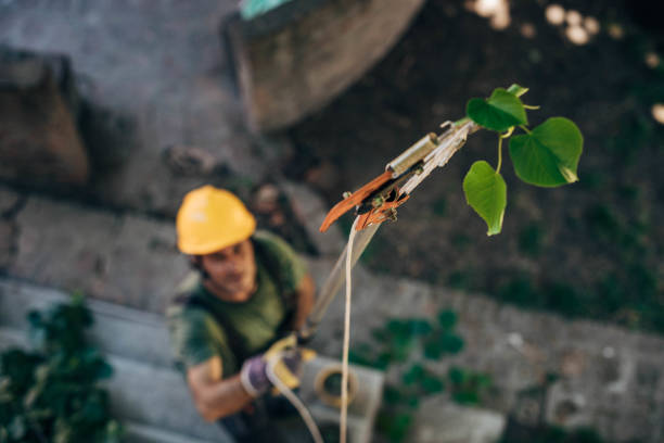 How Our Tree Care Process Works  in Midway, GA